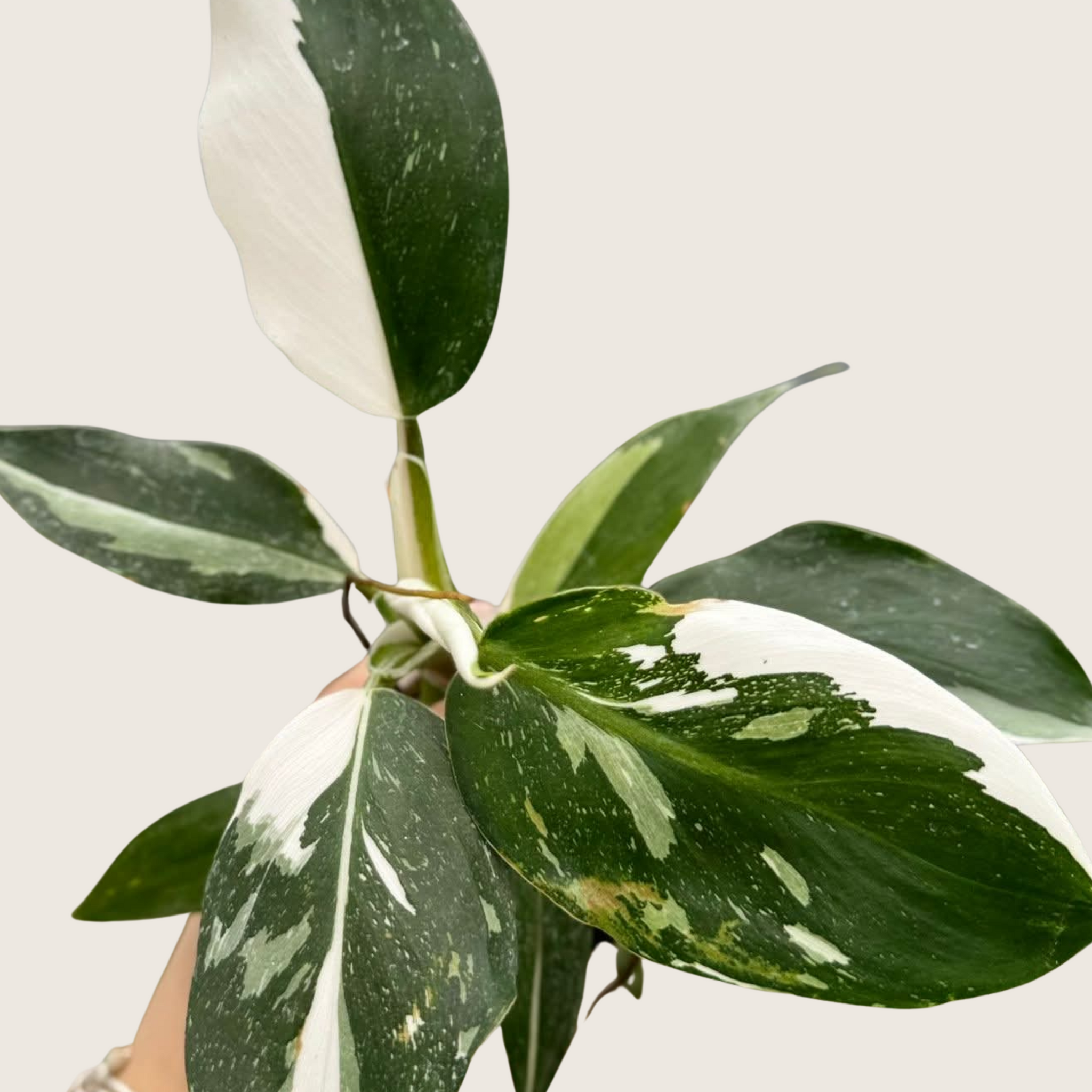 Philodendron White Wizard Tissue Culture - Grower's Choice