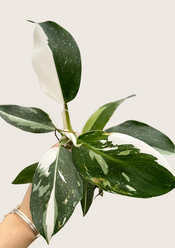 Philodendron White Wizard Tissue Culture - Grower's Choice