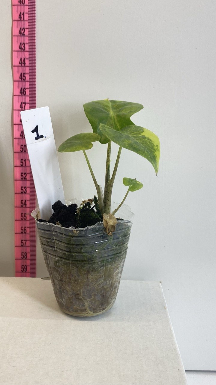 Alocasia Portora Gold Rooted Exact Plant – Grower’s Choice