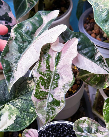 (NEW) Alocasia Sanderiana Pseudo Pink Tissue Culture - Grower's Choice
