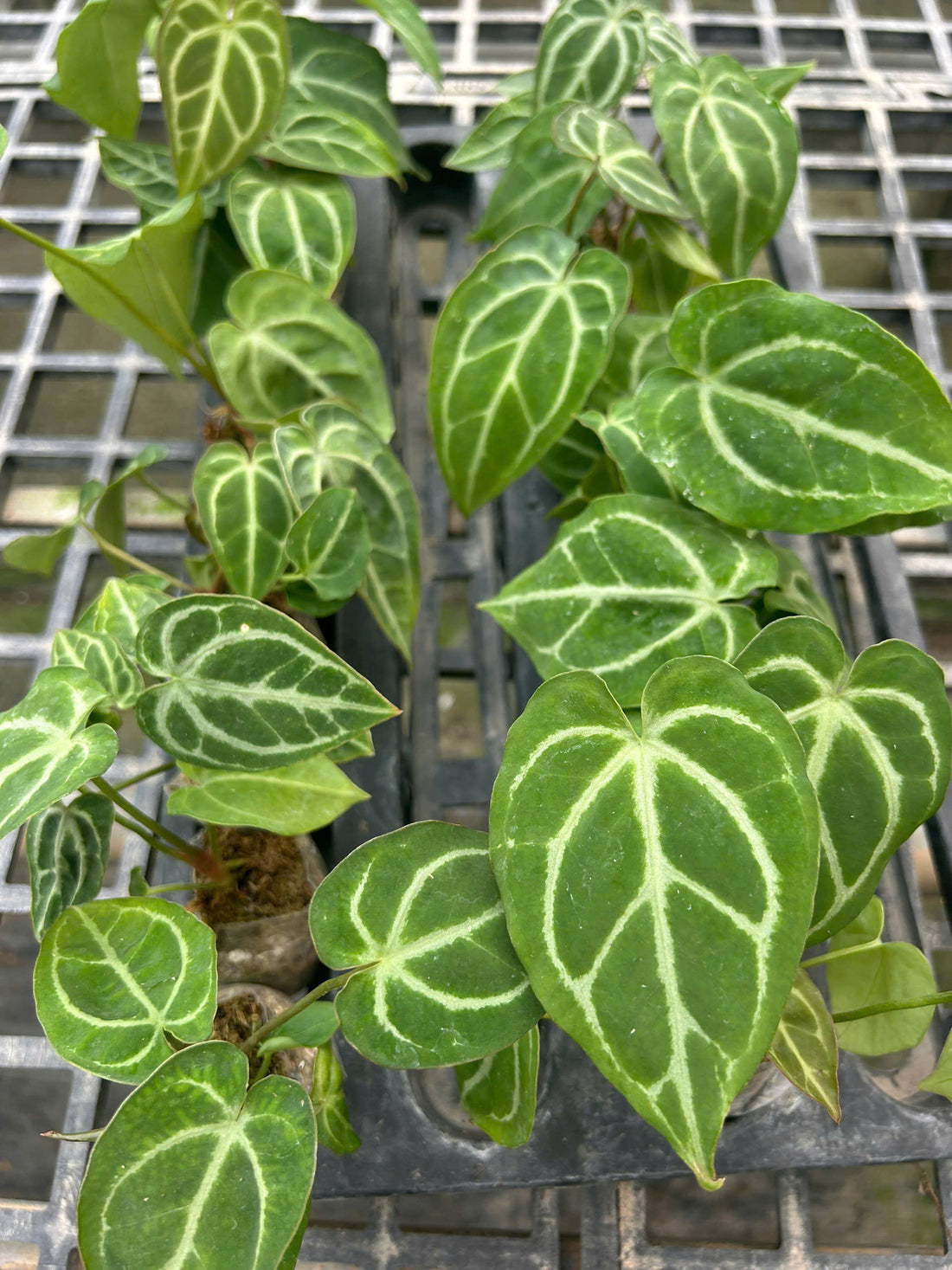 Anthurium Crystallium Dark Form Rooted Plant - Grower's Choice