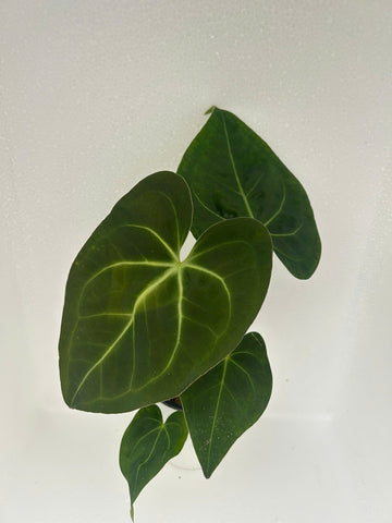 Anthurium Magnificum Rooted Plant - Grower's Choice