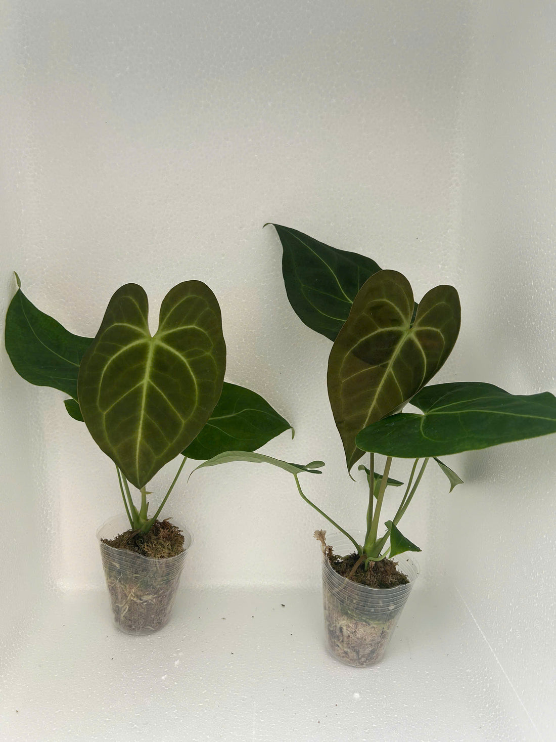 Anthurium Magnificum Rooted Plant - Grower's Choice