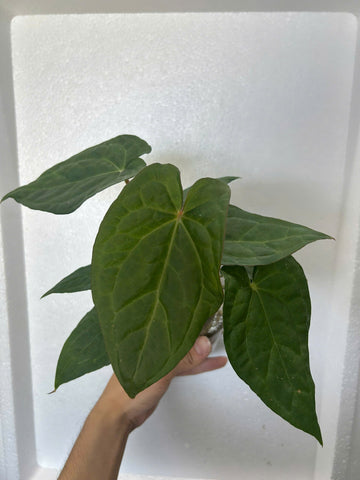 Anthurium Crystal Dark x Lux Black Velvet Rooted Plant - Grower's Choice