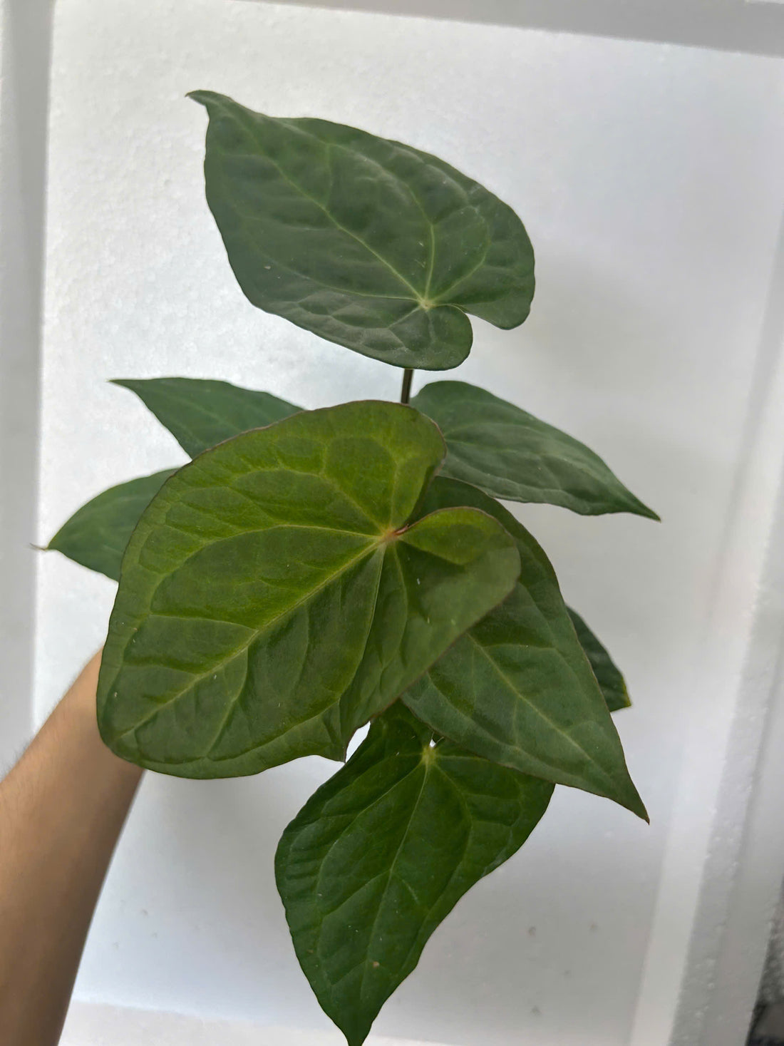 Anthurium Crystal Dark x Lux Black Velvet Rooted Plant - Grower's Choice