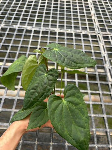 Anthurium Luxurian x Forgetii Dark Form Rooted Plant - Grower's Choice