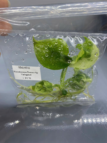 Homalomena Borneo Sp Variegated Tissue Culture - Grower's Choice