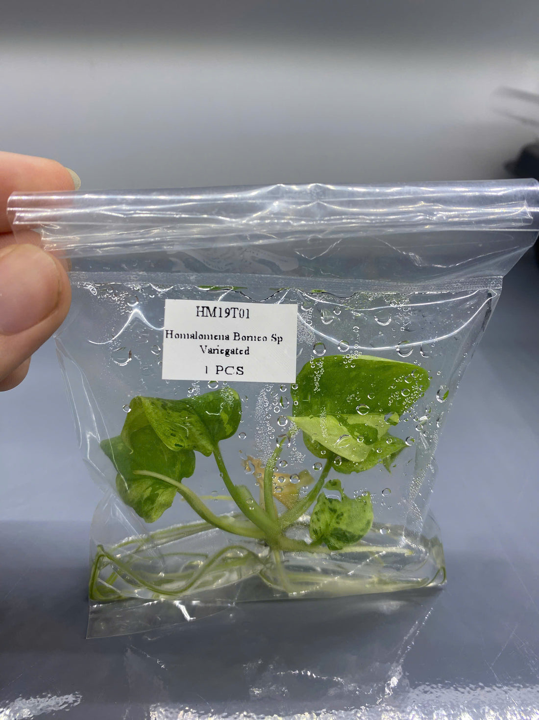 Homalomena Borneo Sp Variegated Tissue Culture - Grower's Choice