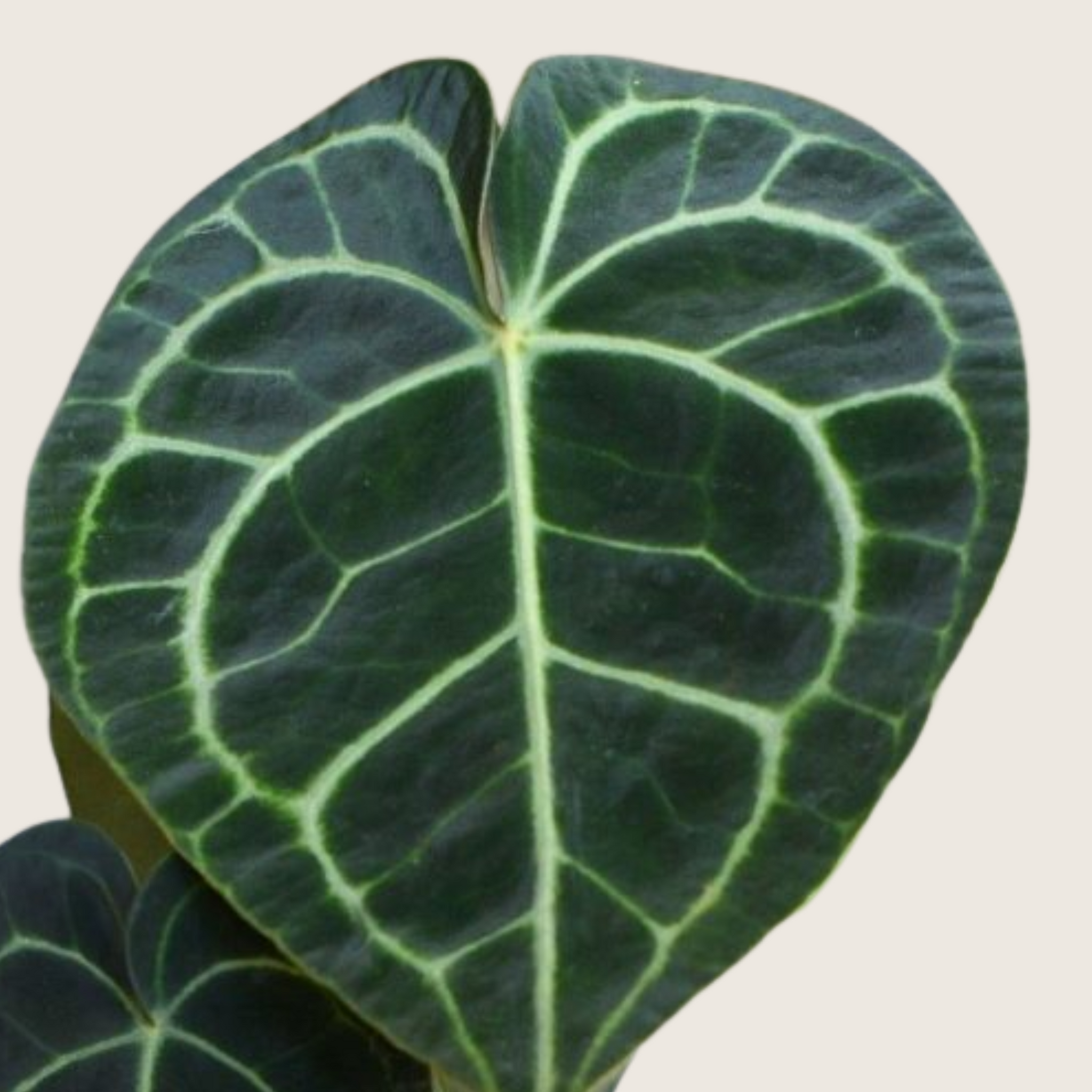 anthurium clari Anthurium Clarinervium Hybrid Tissue Culture