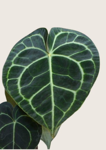 Anthurium Clarinervium Tissue Culture - Grower's Choice