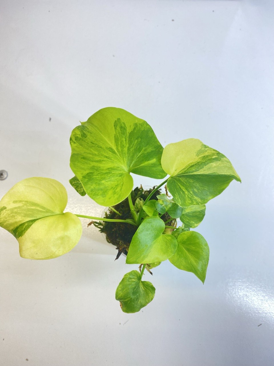 Philodendron Selloum Variegated Rooted Plant - Exact plant