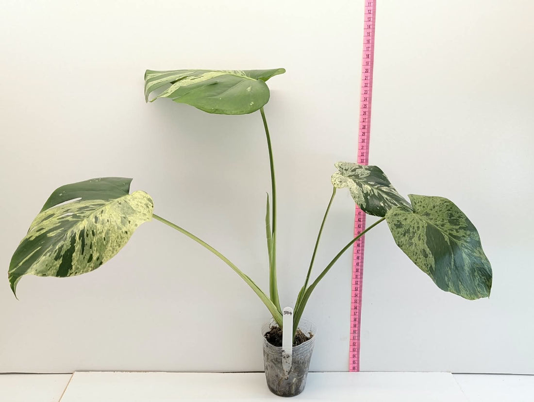 Vietciosa No.504 High Variegation VIP