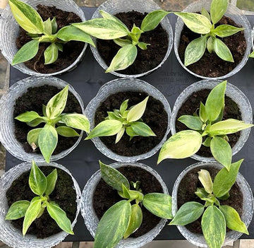 Philodendron Golden White Wizard Tissue Culture - Grower's Choice