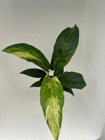 Anthurium Hookeri Variegated Rooted Plant - Grower's Choice