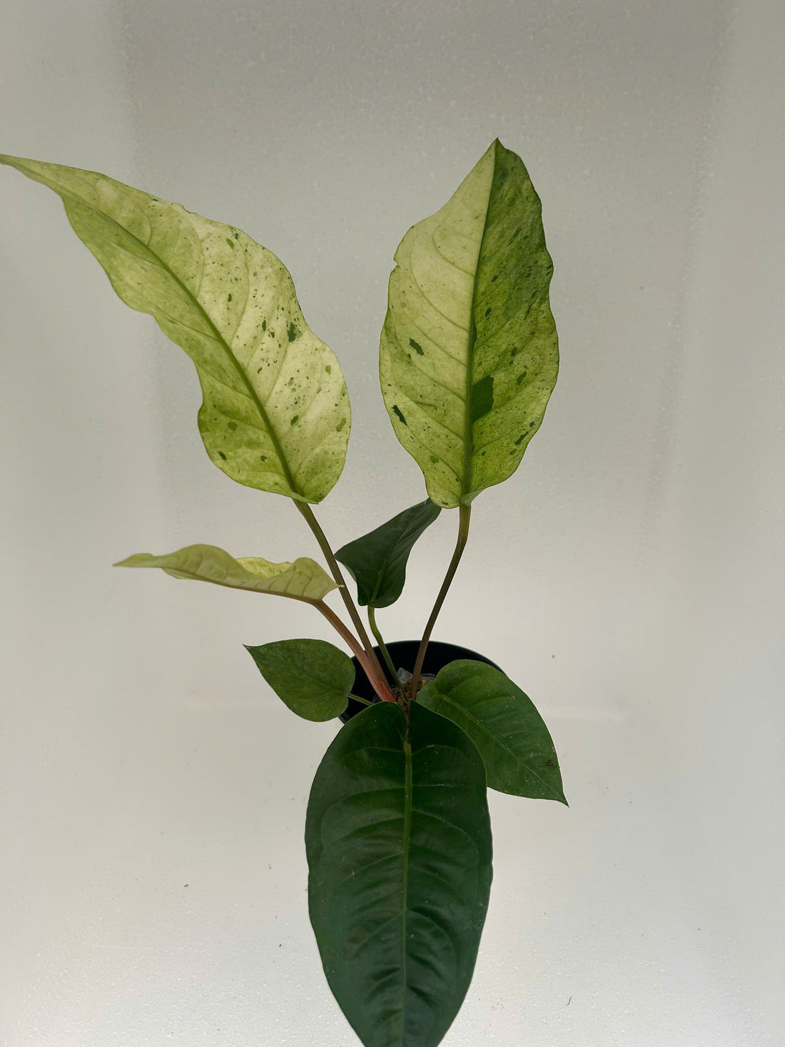 Anthurium Hookeri Variegated Rooted Plant - Grower's Choice