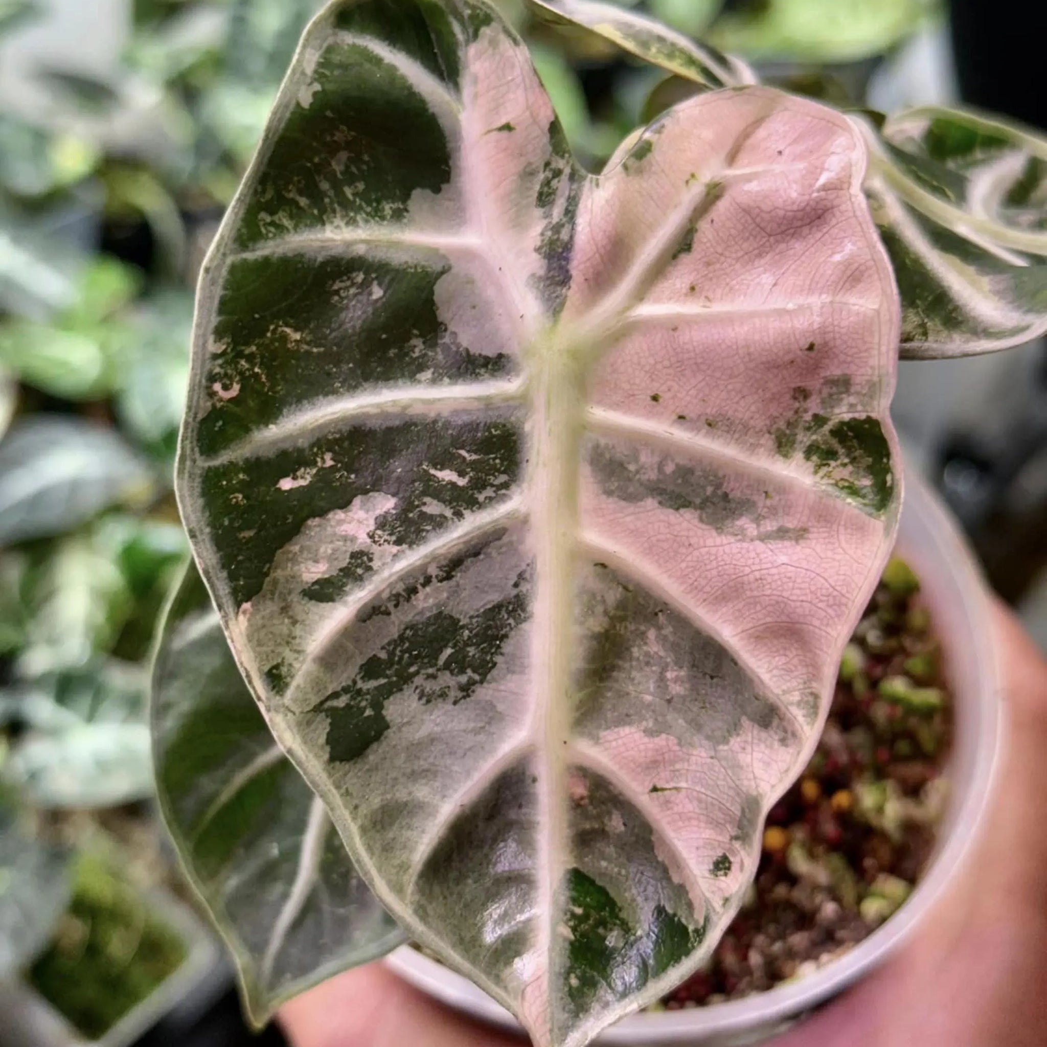 Alocasia Balloon Heart Pink Variegated Tissue Culture - Grower's Choic