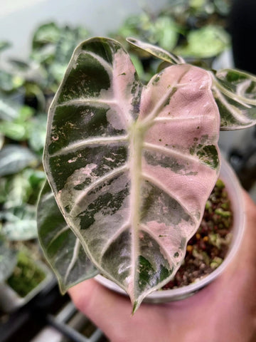 Alocasia Balloon Heart Pink Variegated Tissue Culture - Grower's Choice
