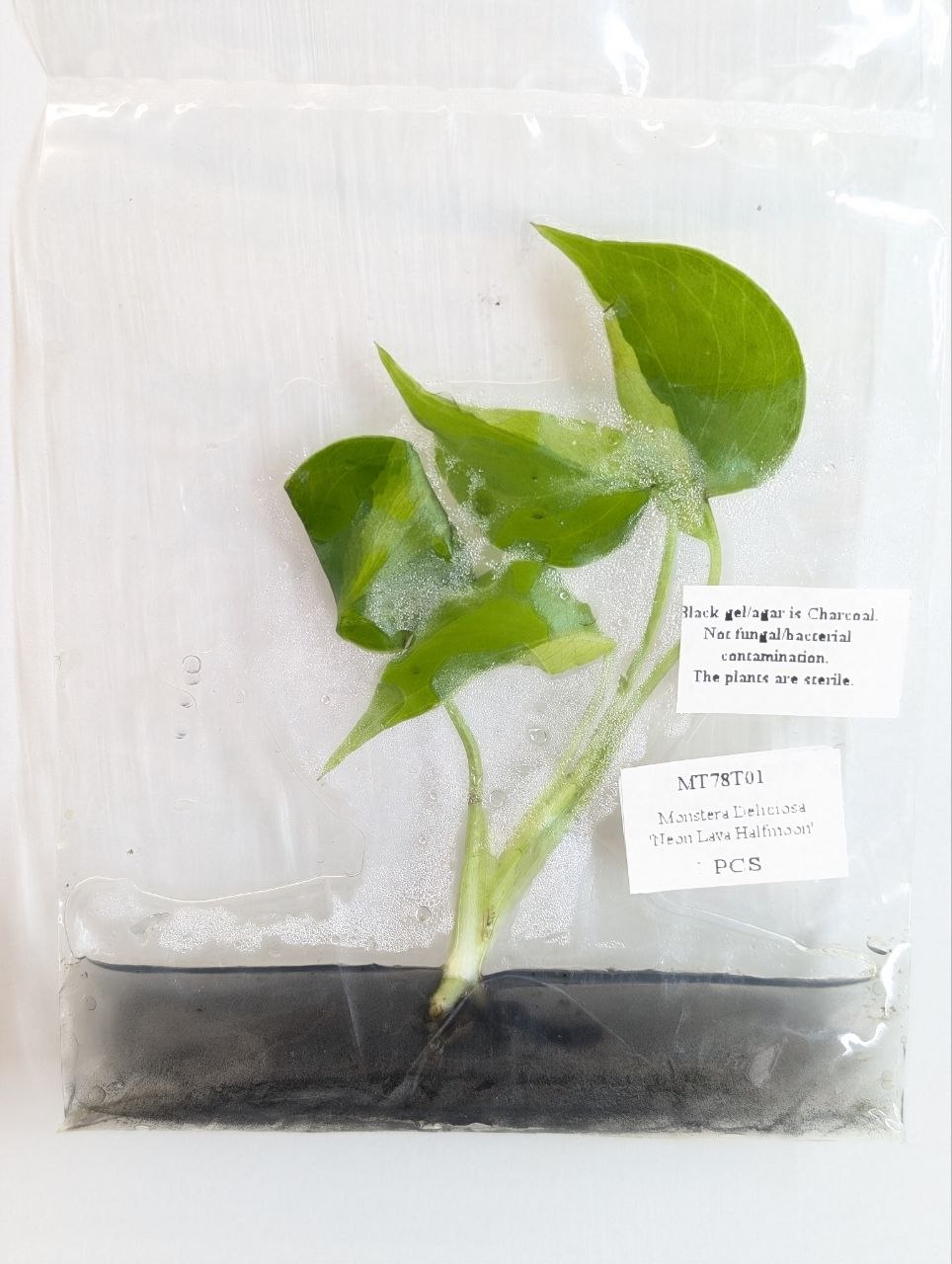 (NEW) Monstera Neon Lava Halfmoon Tissue Culture - Grower's choice