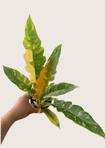 Philodendron Ring Of Fire Variegated Tissue Culture - Grower's Choice