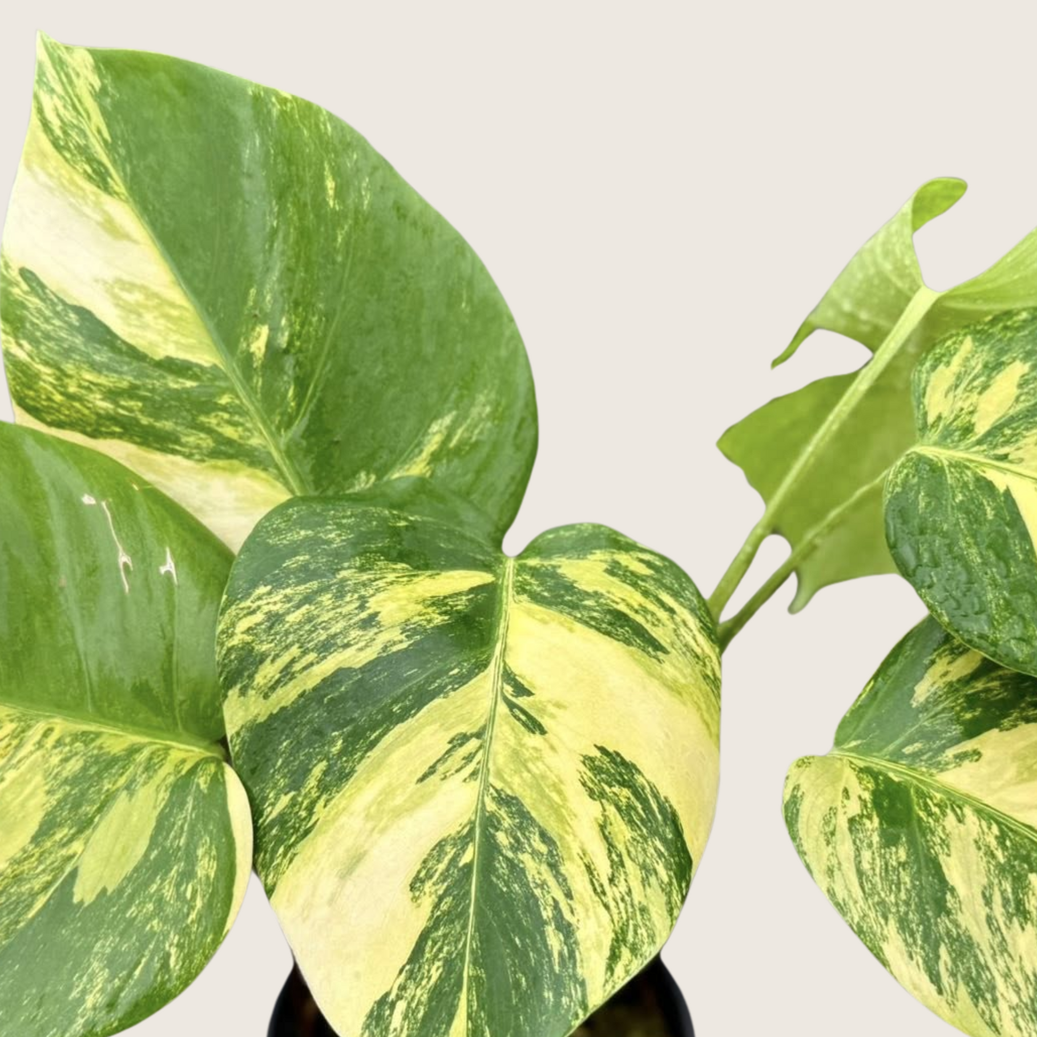 Monstera Borsigiana Aurea Tissue Culture - Grower's Choice