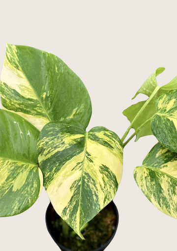 Monstera Borsigiana Aurea Tissue Culture - Grower's Choice