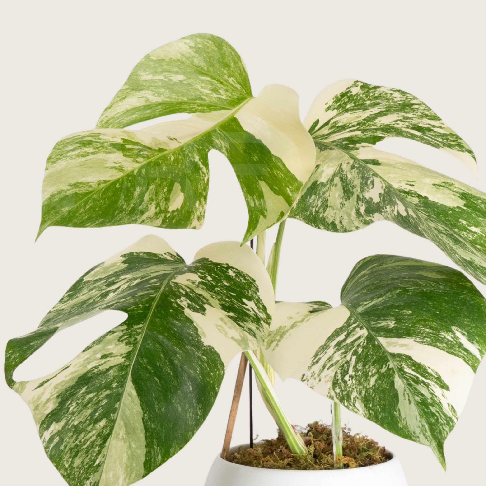 monstera deliciosa albo variegata australia Monstera Borsigiana Albo Tissue Culture