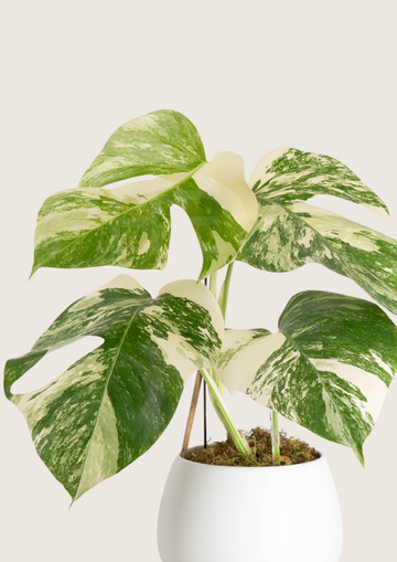 Monstera Borsigiana Albo Tissue Culture - Grower's Choice