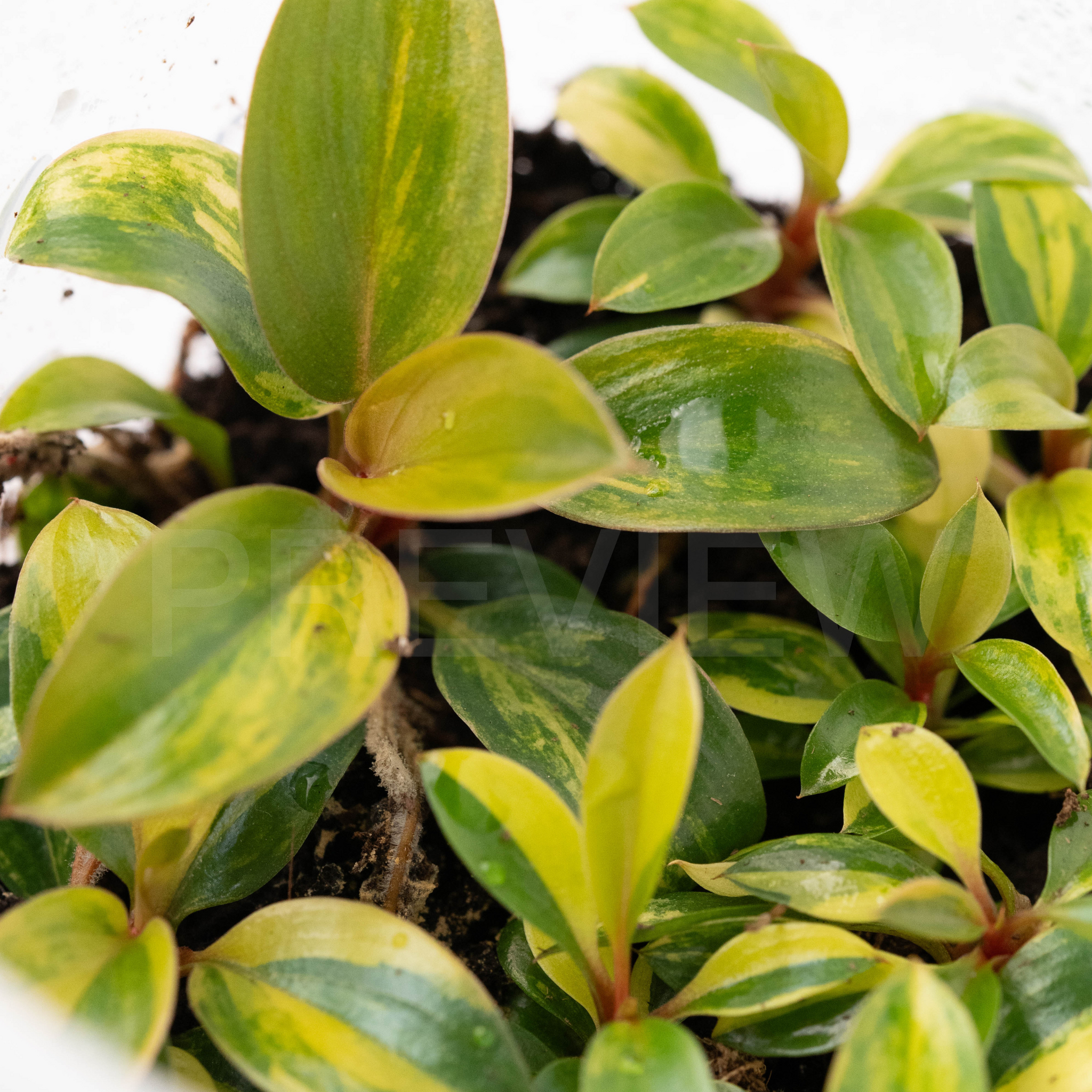 Philodendron Red Congo Variegated Tissue Culture - Grower's Choice