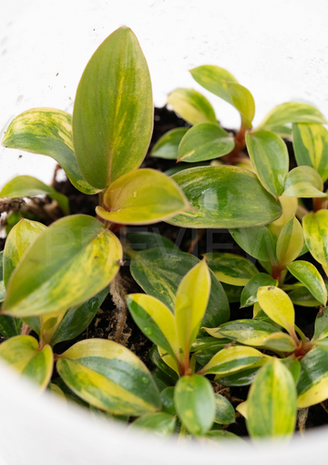 Philodendron Red Congo Variegated Tissue Culture - Grower's Choice