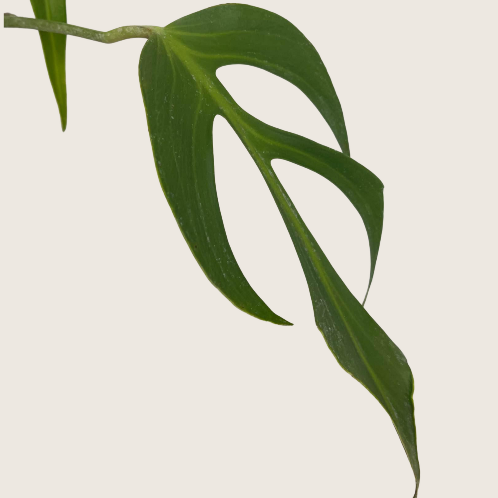 Monstera Burle Marx Flame Tissue Culture - Grower's Choice