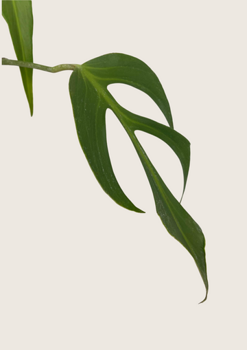 Monstera Burle Marx Flame Tissue Culture - Grower's Choice