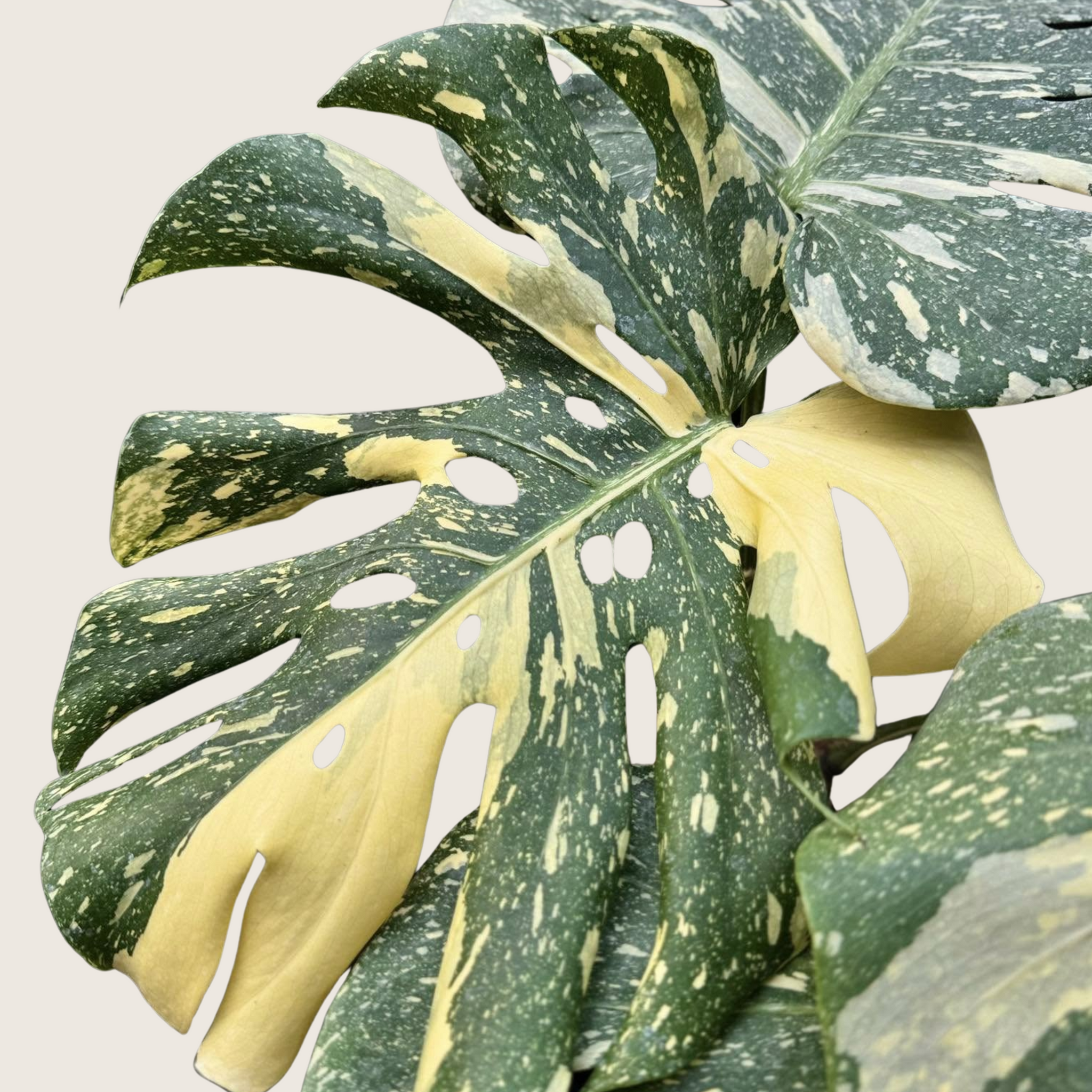 Monstera Thai Constellation High Variegation TC - Grower's Choice
