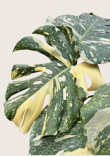Monstera Thai Constellation High Variegation TC - Grower's Choice