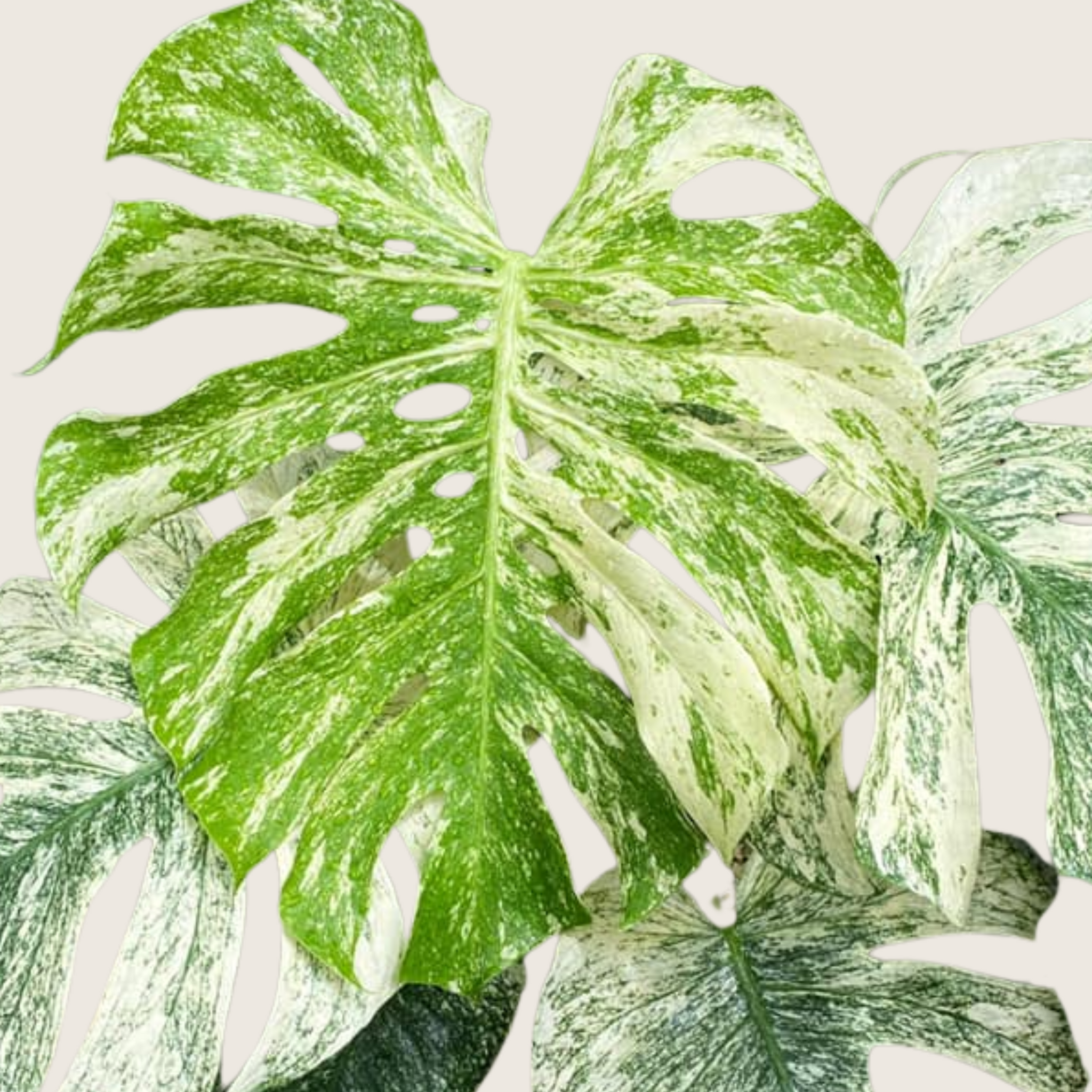 Monstera White Monster Tissue Culture - Grower's Choice