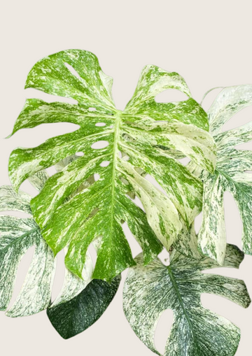 Monstera White Monster Tissue Culture - Grower's Choice