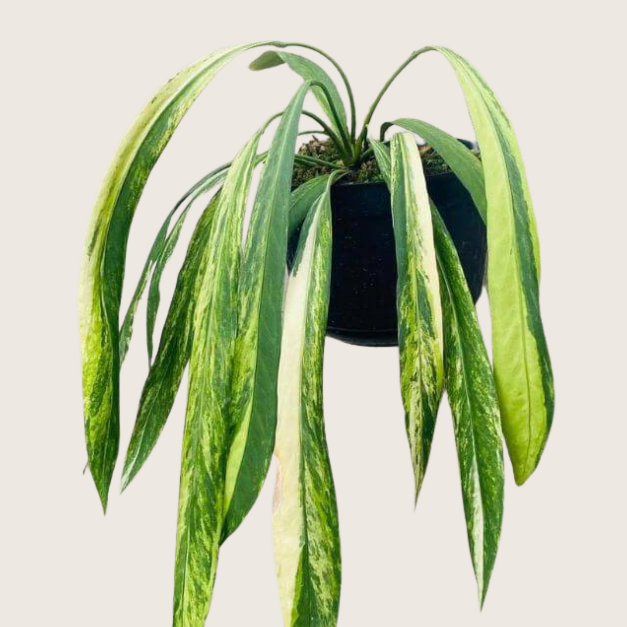 Anthurium Vittarifolium Variegated Tissue Culture - Grower's Choice