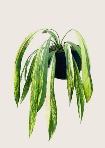 Anthurium Vittarifolium Variegated Tissue Culture - Grower's Choice