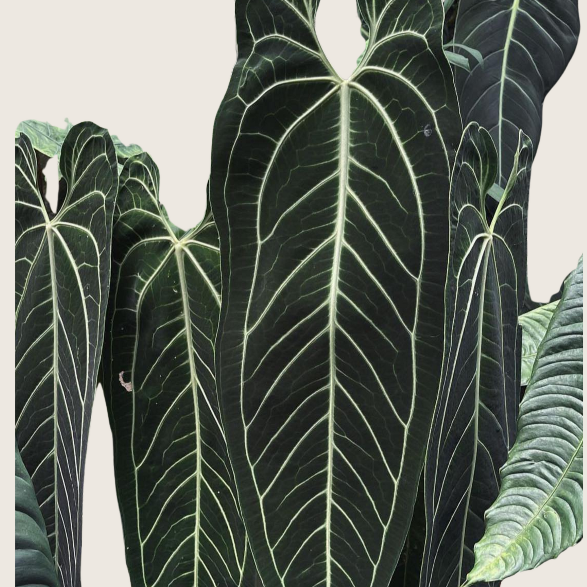 Anthurium Dark Queen Tissue Culture - Grower's Choice