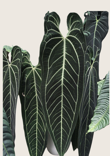 Anthurium Dark Queen Tissue Culture - Grower's Choice