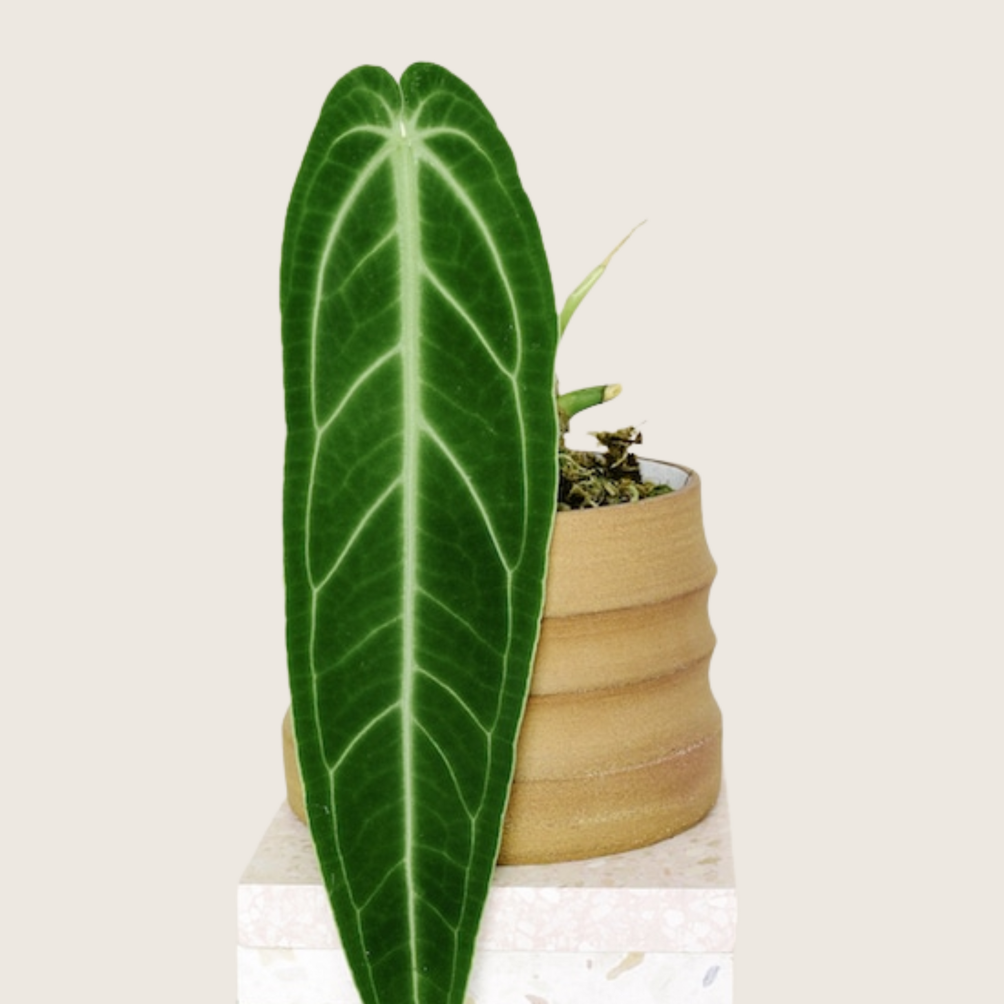 Anthurium Queen Tissue Culture - Grower's Choice