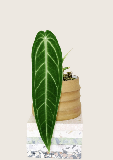 Anthurium Queen Tissue Culture - Grower's Choice