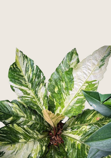 Anthurium Hookeri Tissue Culture - Grower's Choice