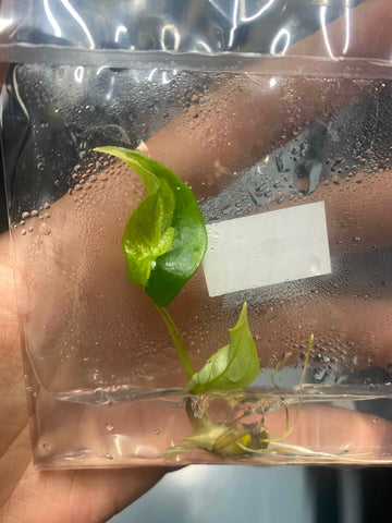(NEW) Alocasia Scalprum 'Albo' Tissue Culture - Grower's Choice