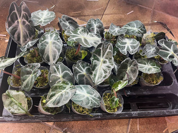 Alocasia Venom Rooted Plant - Selected plant