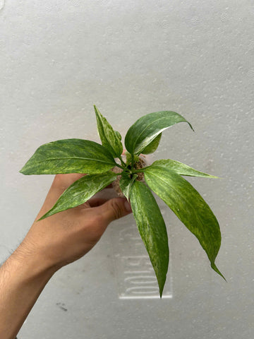 Anthurium Vittarifolium Variegated Rooted Plant - Grower's Choice