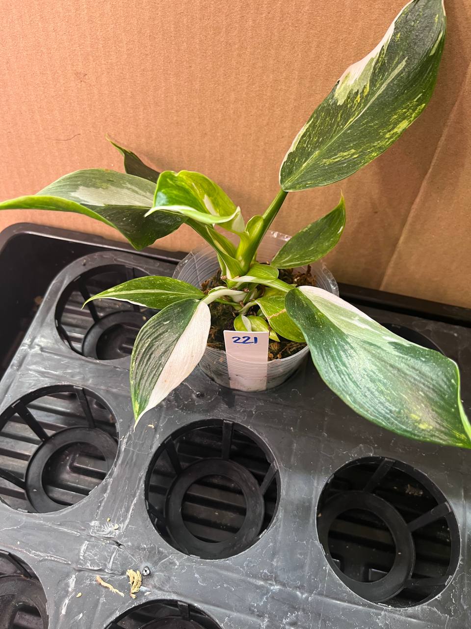 Philodendron White Wizard Tricolor Rooted Exact Plant - Grower's Choice