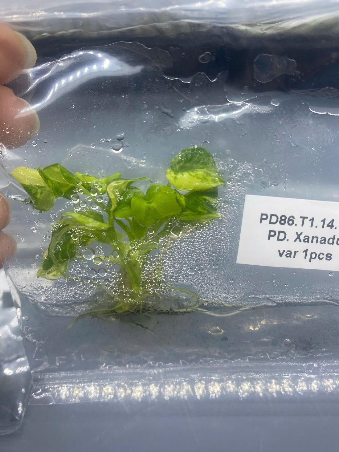 Philodendron Xanadu Variegated - Grower's Choice