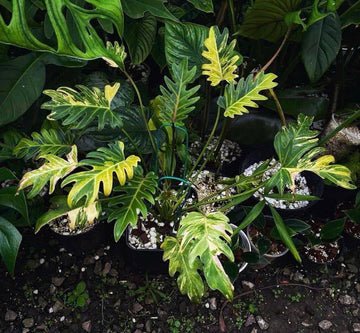 Philodendron Xanadu Variegated - Grower's Choice