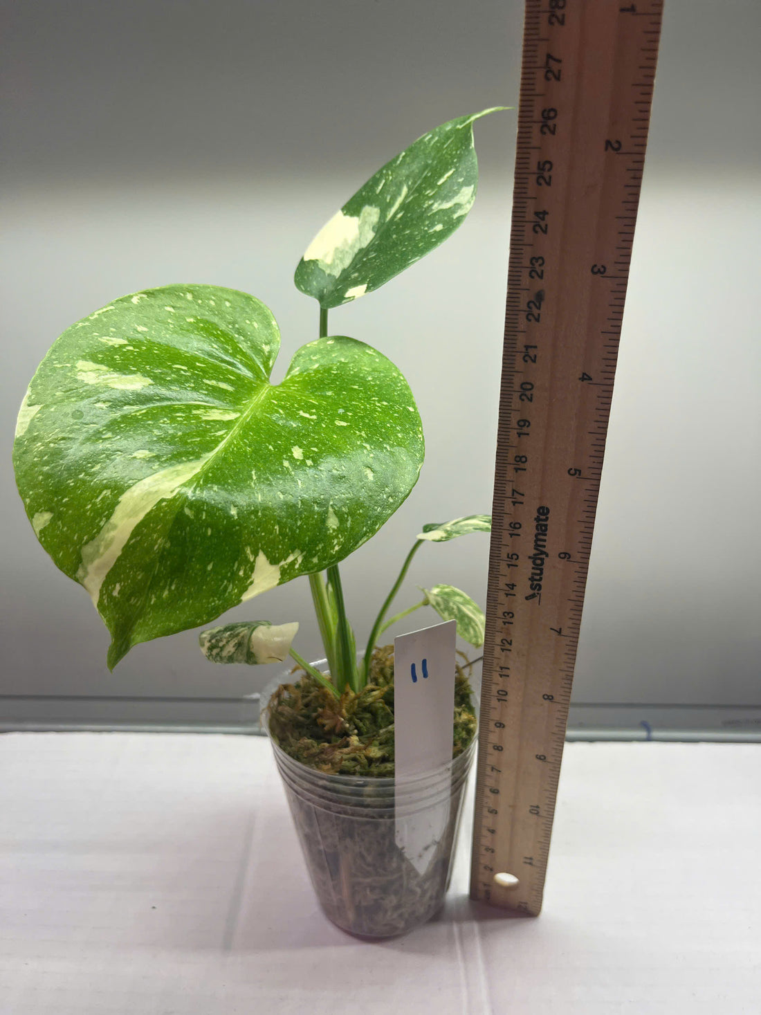 Monstera Thai Constellation Rooted Plant