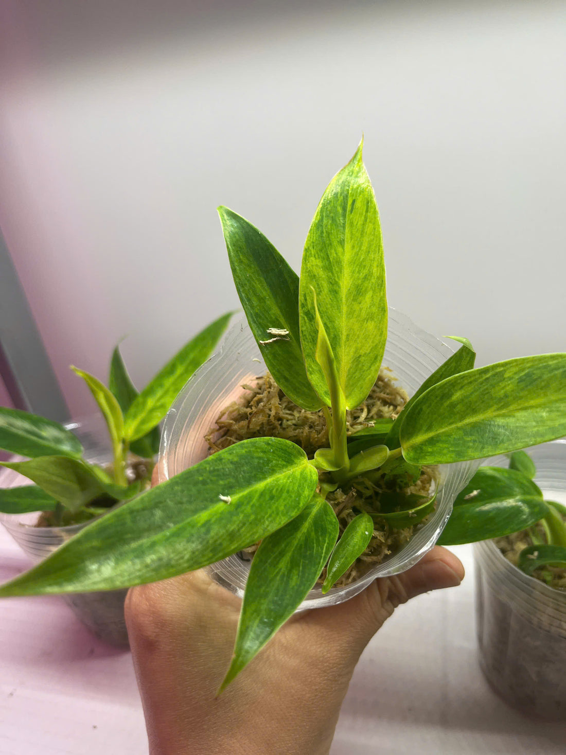 Philodendron Calkin Gold Rooted plants